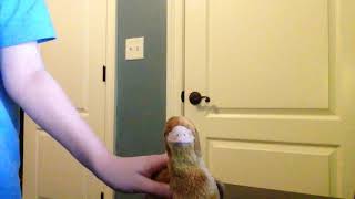 Ask beak the kiwi bird