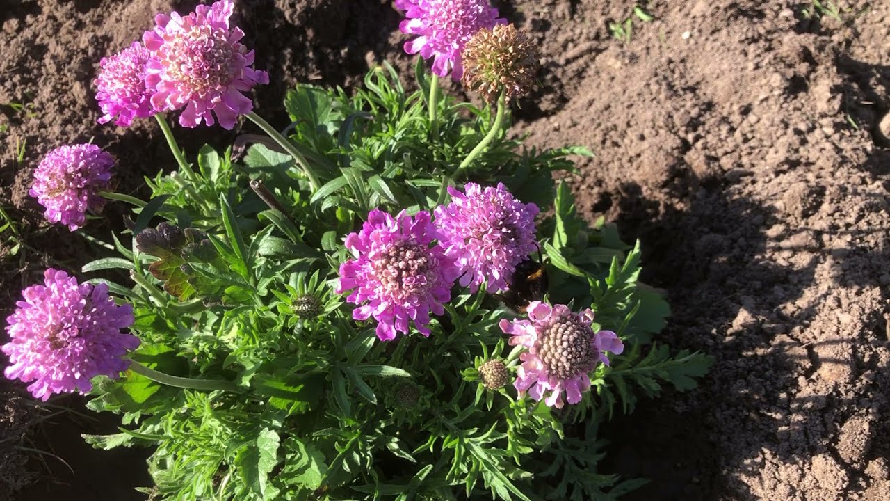 Sulten humlebi-dronning.