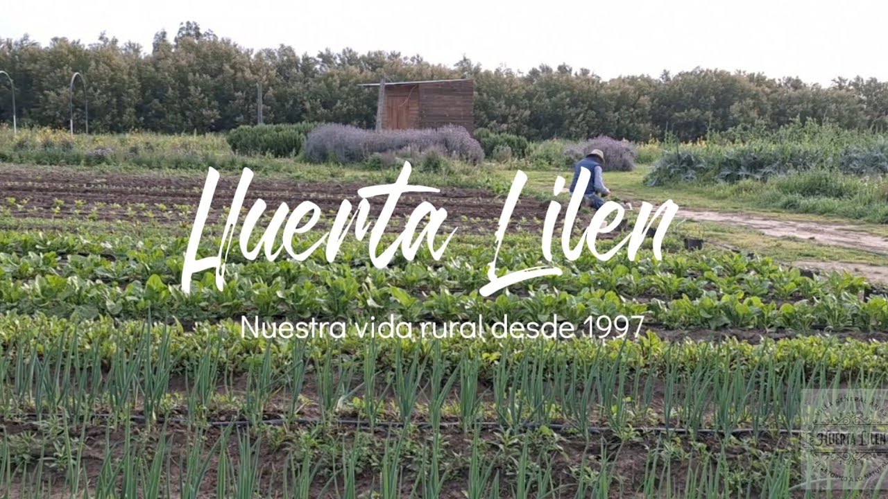 Transplantes. Sombreáculo. Remolachas. 