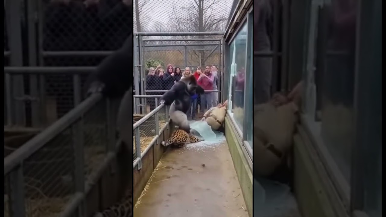 The gorilla and the leopard almost escaped.