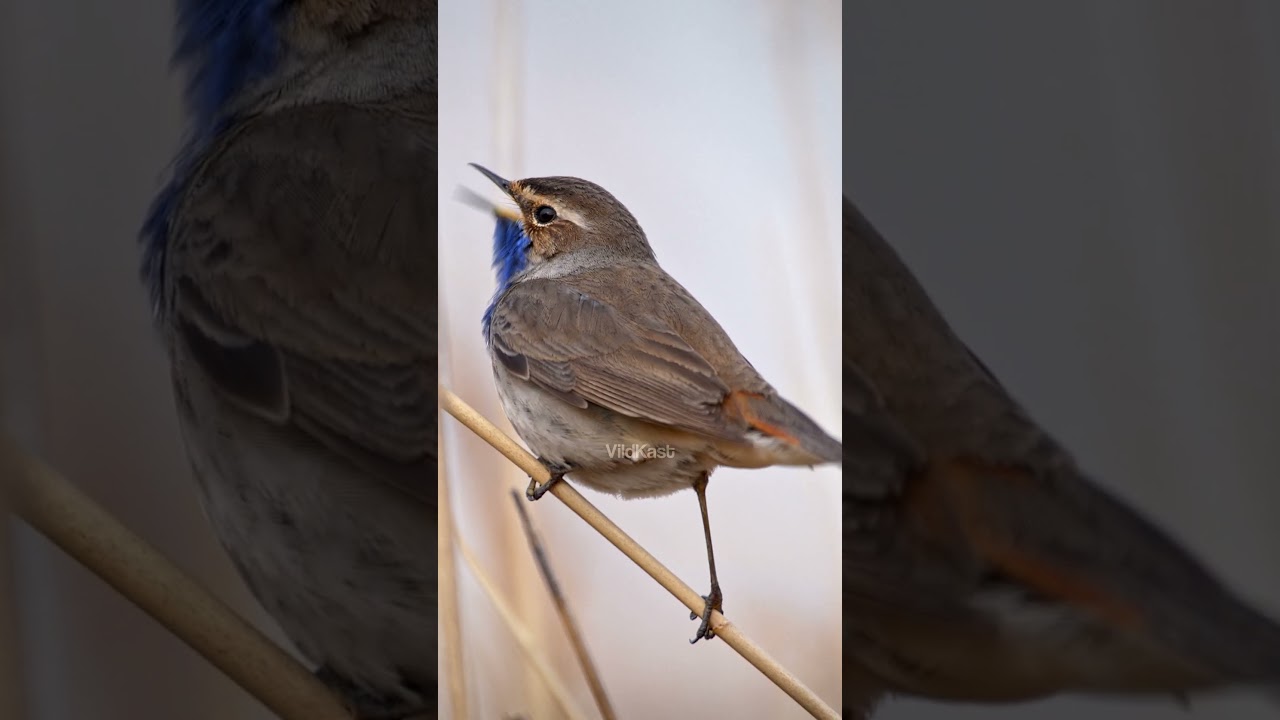 Bluethroat Bird Songbird 