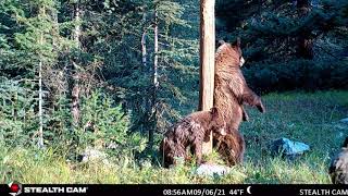 Black Bear Cubs following Mom's Fancy Footwork