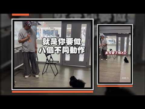 博美犬上課認真聽講 還會給回應太可愛XD