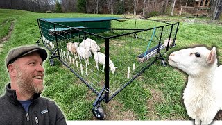 Weaning 6 Sneaky Lambs the Bullet Proof Way (mobile sheep pen)