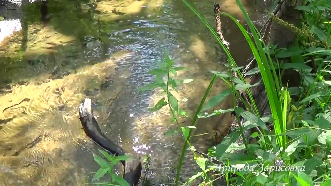Звуки природы лесной ручей скачать бесплатно