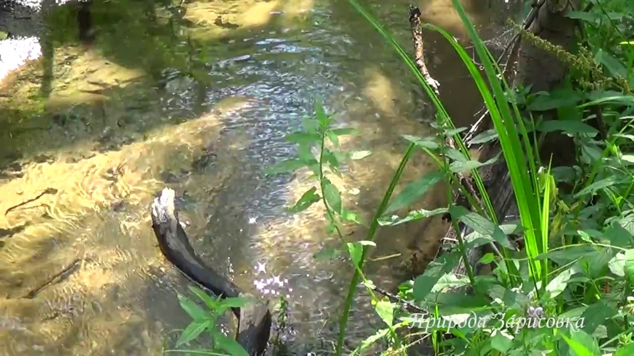 Скачать звуки природы пение птиц кукушка