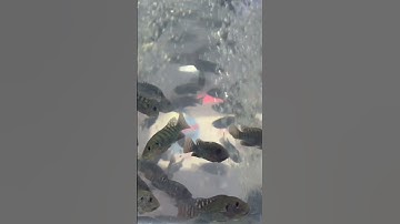 Giống cá rô phi #shorts