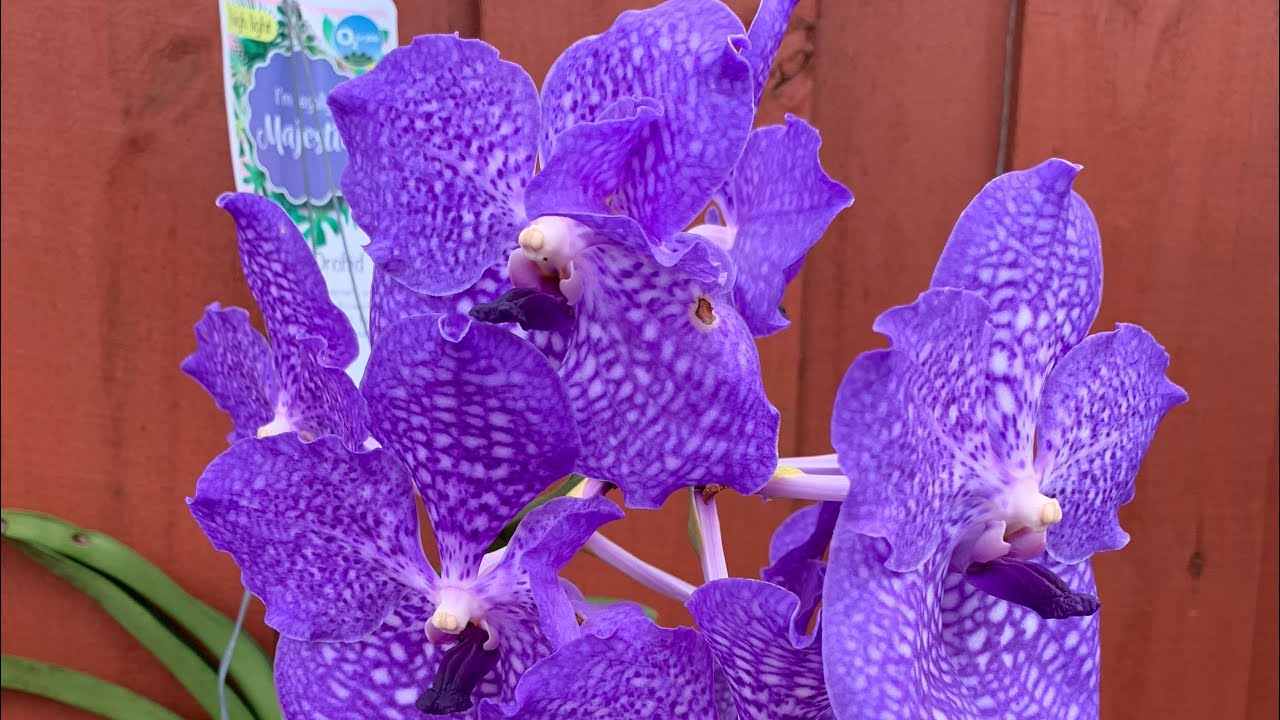 Growing Guide On Vanda Orchids!🤩💜 