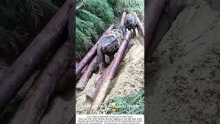 Logging With Horse Power  Skidding Timber Down A Muddy Mountain 