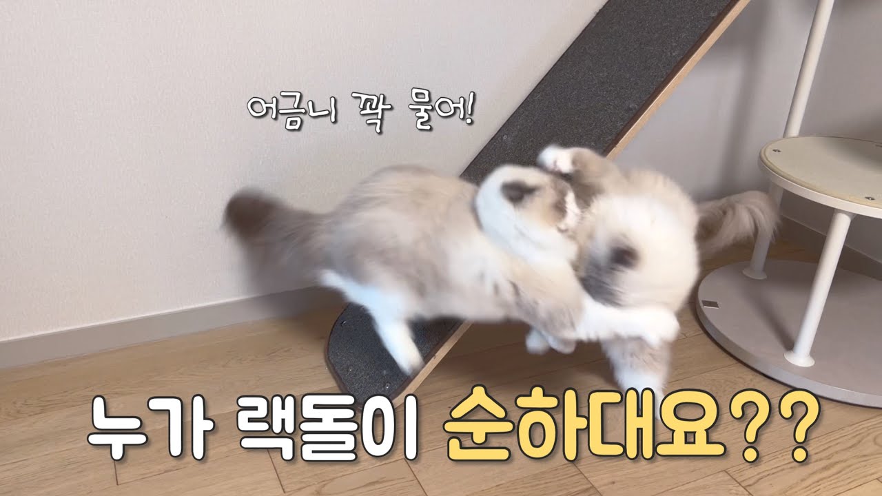 누가 랙돌이 순하대요?????? | 다묘집사