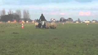 Ijslandse Hond Elska Schapendrijven 12 Februari 2016 2