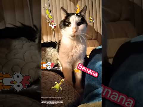 Funny Chicken Banana