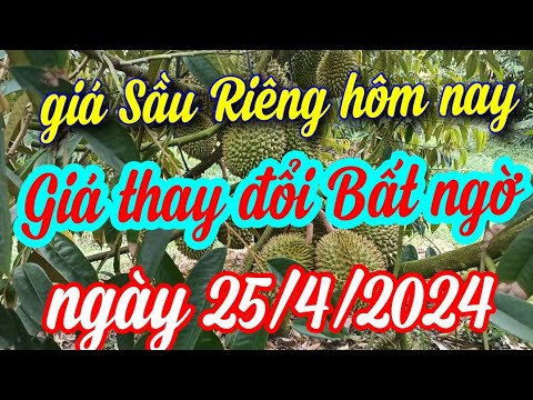 giá sầu riêng hôm nay ngày 25/4/2024