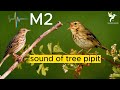 صوت مويت ممتاز للصيد صوت جشنة الشجر مويت الشجر رقم 2 Sound Tree Pipit Anthus Trivialis 