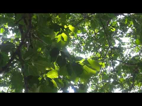 ４ 愛のよろこび 