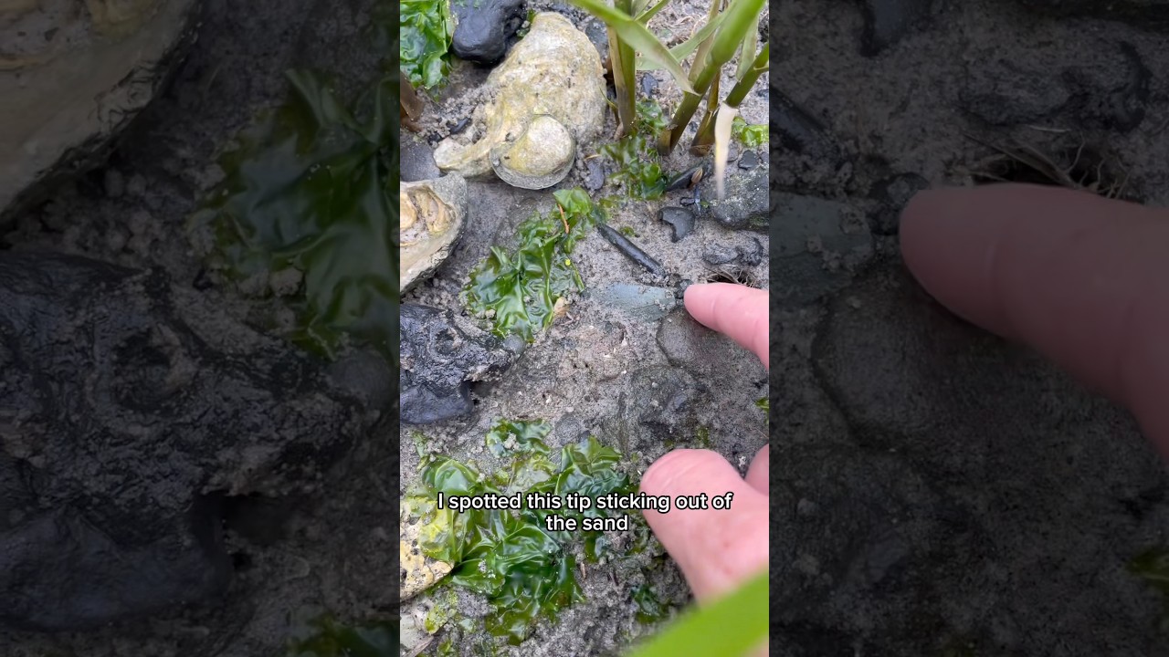 This Fossil Shark Tooth was Totally Hidden!