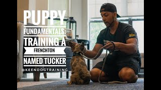 Puppy Training Fundamentals: Training a Frenchton Puppy