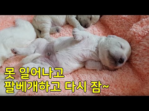 보는내내 행복한 미소가 떠오르는  강아지천사 (Happy, Relaxing, puppy Birth) | 댕댕이스토리