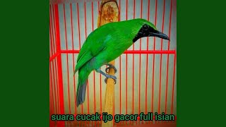 Download Lagu Sound of bird relaxing