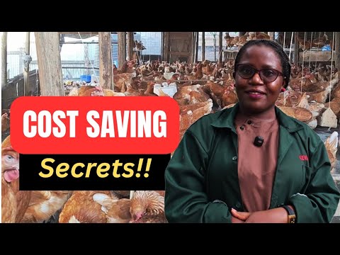 STOP WASTING MONEY ON POULTRY! Here Is How to Farm Smart And Save Big ...