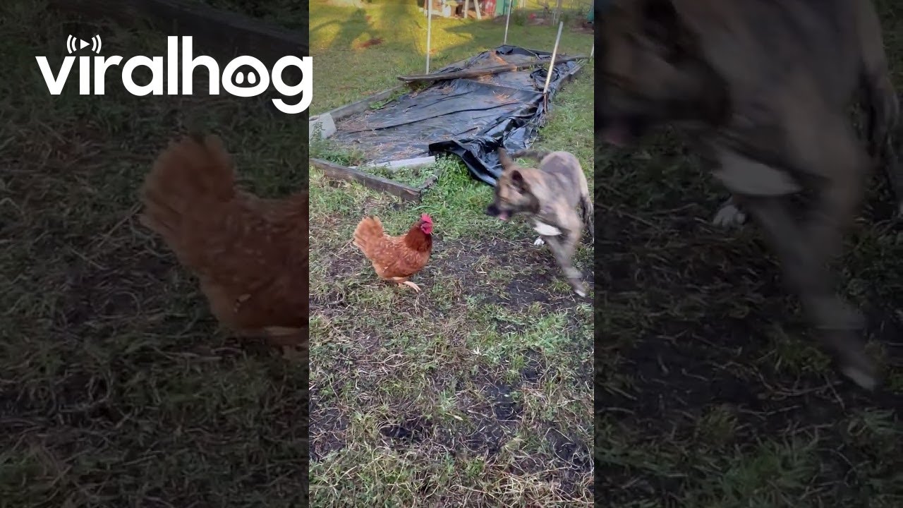 Dog Plays With Chicken || ViralHog