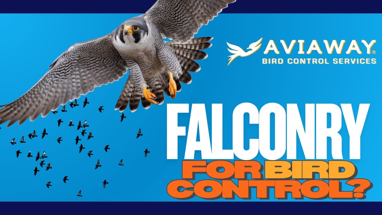AviAway falconry bird control image showing trained falcon flying toward flock with bold text ‘Falconry for Bird Control?’