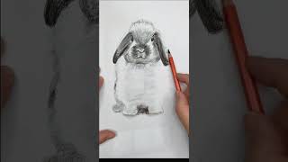 Drawing rabbit with pencil #art #drawing #pencildrawing #hyperrealistic #sketch Drawing rabbit with pencil #art #drawing #pencildrawing #hyperrealistic #sketch