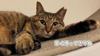 猫に留守を任せて旅行に行ってきました　848話 by はぴ猫日記 37,979 views 1 month ago 8 minutes, 41 seconds