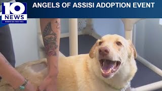 Angels of Assisi to hold mega pet adoption event Saturday