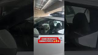 POV:NECESITO PELEAR🤣🐾#humor #funnydogs #dogshorts #viralvideo #shorts #funny #dogs #comedia #memes