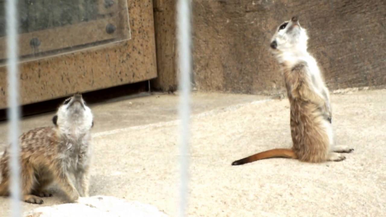 kawaii emoticons Cute standing postures. Baby meerkats.かわいい立ちポーズ。ミーアキャットの赤ちゃん。