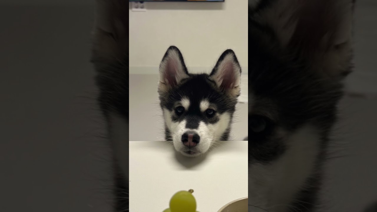 퍼피 시절 이토리 🐶 개춘기 전 마지막 평화 😭