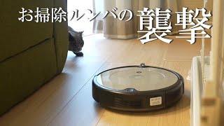 猫飼いの家にルンバを設置してみたら… 【ブリティッシュショートヘア】