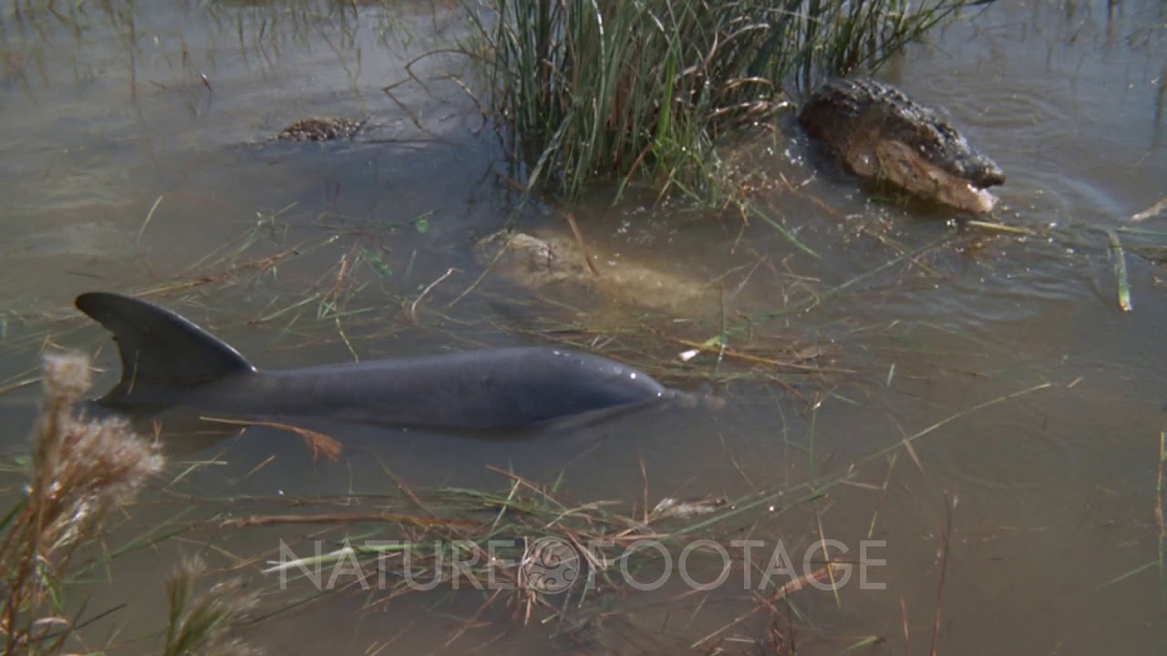 Alligator And Dolphin On Surface