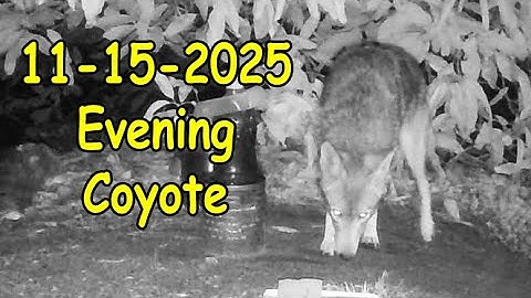 11 15 2025 Evening Coyote