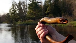 Sea lamprey. River lamprey. Monster, vampire, parasite. Lamprey 2015