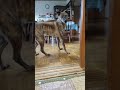 散歩に過剰反応する元猟犬 #shorts