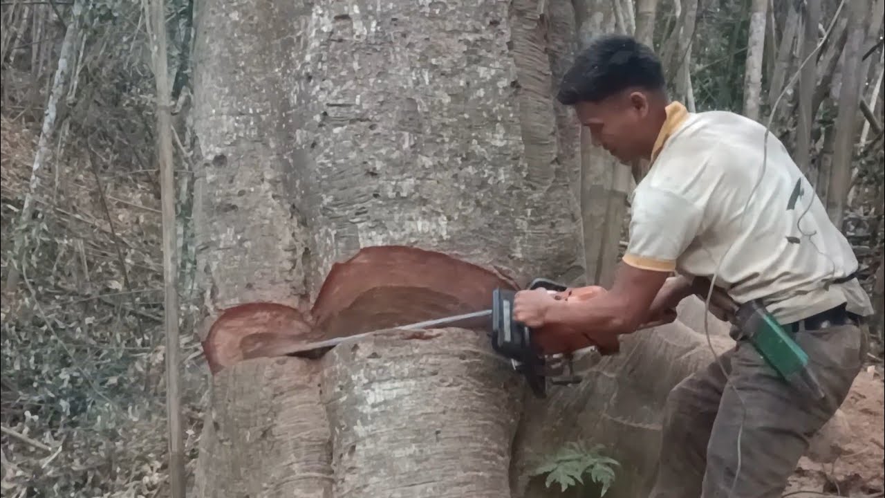 Cutting Down Big Tree With Chainsaw Stihl Ms382 - YouTube