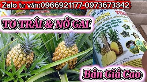 Muốn to trái,nở gai, thơm ngon ngọt,hương vị đặc trưng của khóm(thơm) | Vtnn Khá Sang 