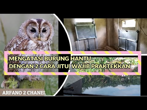 Video: Penyakit Cacing Jantung / Penyakit Lyme / Ehrlichiosis / Anaplasmosis 