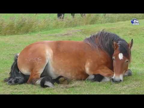 ناشونال جيوغرافيك ابو ظبي حقائق مذهلة لا تعرفها عن الخيول 