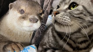 The reaction to the cleaner was so different between the otter and the cat! [Otter life Day 421]