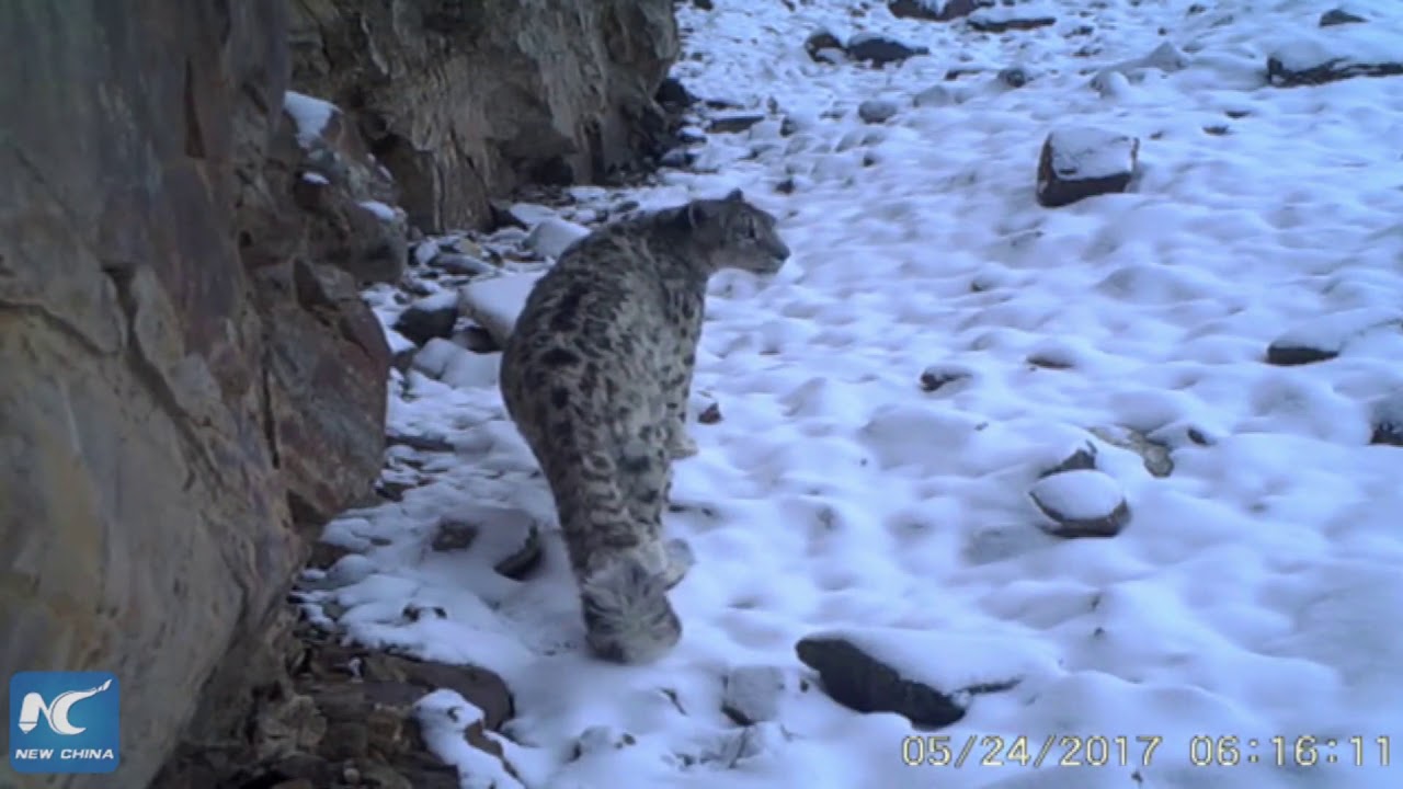 Rare images of snow leopards spotted in NW China