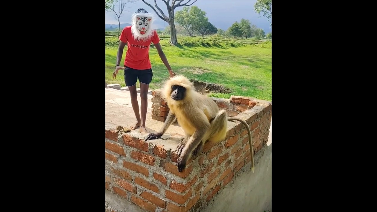 🔥குரங்கு செய்த சம்பவம்😮மிரண்டுபோன சிறுத்தை🥵 monkey #shortsfeed #tamil #history
