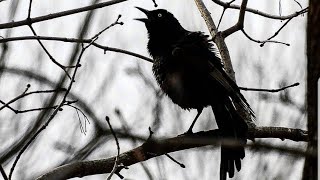What does a Grackle Call Sound Like?