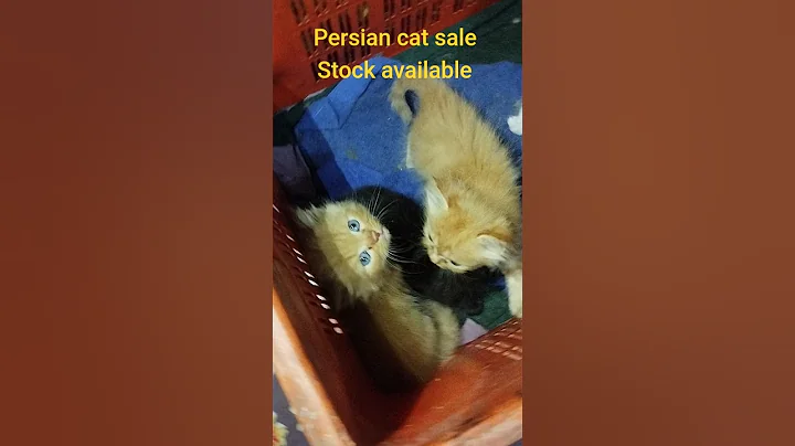 Video 11281951: persian cat kitten pet, persian cat cutecat kitten
