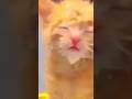 The FUNNIEST Cat Videos of 2025!! 😻😂 #shorts #trynottolaugh #catlover #cats #catshorts #funnycats