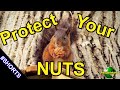 PROTECT YOUR NUTS #shorts #short
