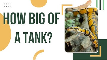How Big Should Your Ball Python Tank Be?