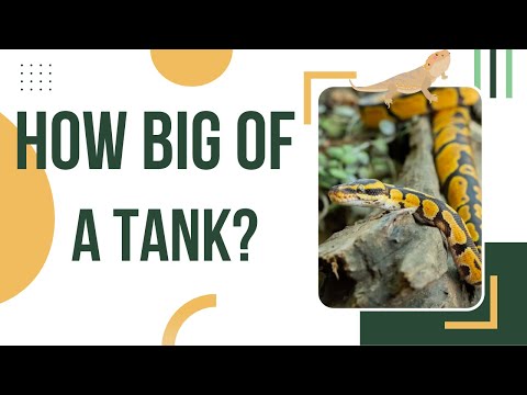 How Big Should Your Ball Python Tank Be?